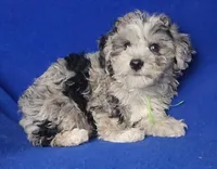 Declan , a male Yorkipoo for sale in Jackson, TN – Photo 1 of 10