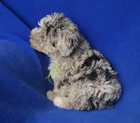 Declan , a male Yorkipoo for sale in Jackson, TN – Photo 7 of 10