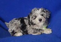 Declan , a male Yorkipoo for sale in Jackson, TN – Photo 9 of 10