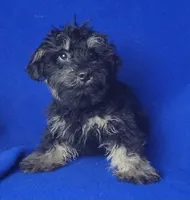 Gavin, a male Schnoodle for sale in Jackson, TN – 6 of 10