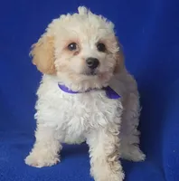 Marigold , a female Poodle - Toy  for sale in Jackson, TN – 4 of 10