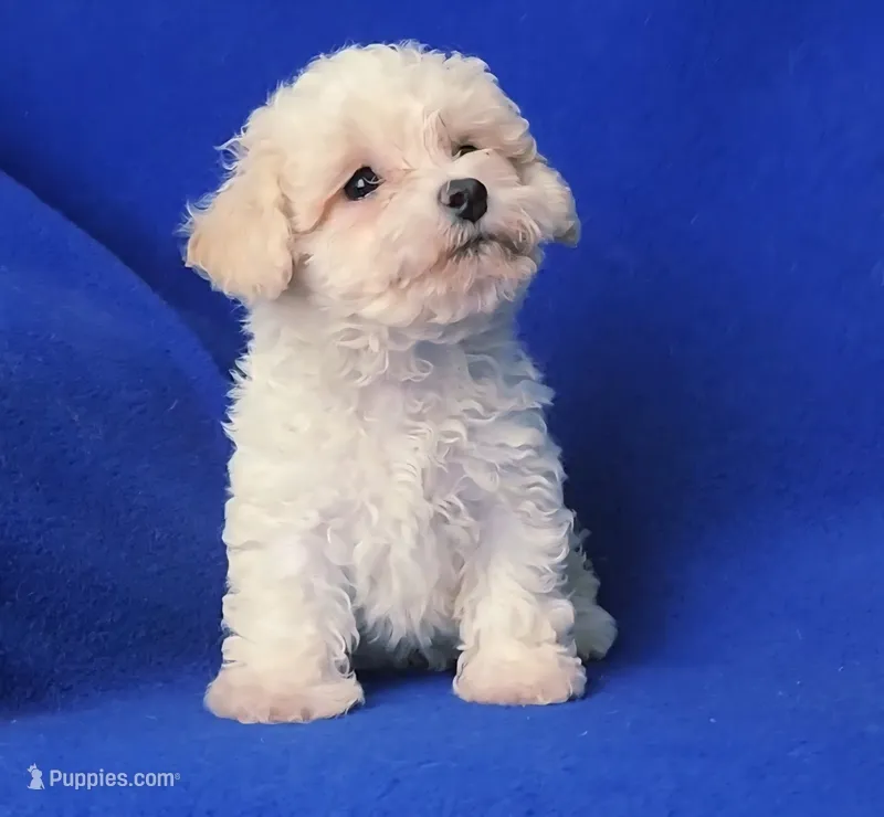Searcy – Poodle - Toy  puppy for sale in Jackson, TN