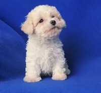 Searcy, a female Poodle - Toy  for sale in Jackson, TN – 1 of 10