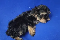 Presley, a male Yorkipoo for sale in Jackson, TN – 4 of 10