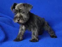Harlow, a female Miniature Schnauzer for sale in Jackson, TN – Photo 3 of 10