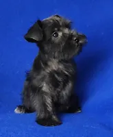 Harlow, a female Miniature Schnauzer for sale in Jackson, TN – Photo 8 of 10