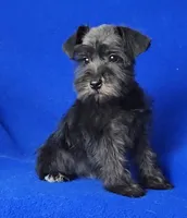 Harlow, a female Miniature Schnauzer for sale in Jackson, TN – Photo 5 of 10