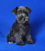 Harlow, a female Miniature Schnauzer for sale in Jackson, TN – Photo 2 of 10
