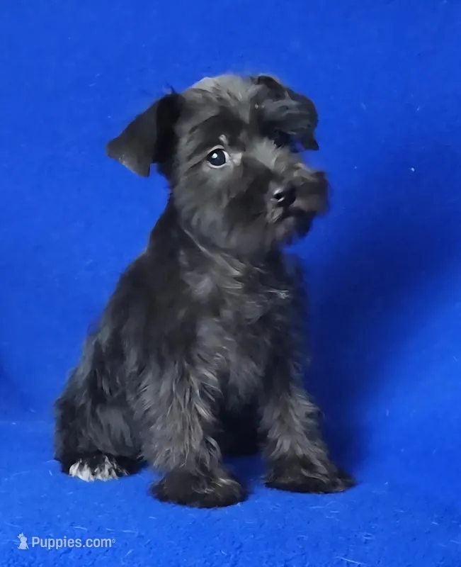 Harlow – Miniature Schnauzer puppy for sale in Jackson, TN