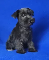 Harlow, a female Miniature Schnauzer for sale in Jackson, TN – Photo 1 of 10