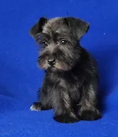 Harlow, a female Miniature Schnauzer for sale in Jackson, TN – Photo 7 of 10