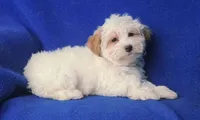 Amara, a female Morkie for sale in Jackson, TN – 3 of 10