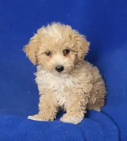 Fannie, a female Bichpoo for sale in Jackson, TN – 2 of 10