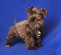 Choco CoCo, a female Miniature Schnauzer for sale in Jackson, TN – 10 of 10
