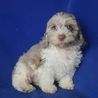 Chocolate Merle Chester , a male Cockapoo for sale in Jackson, TN – 1 of 10