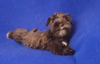 Choco CoCo, a female Miniature Schnauzer for sale in Jackson, TN – 4 of 10
