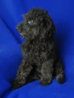 Maverick, a male Poodle - Miniature  for sale in Jackson, TN – 3 of 10
