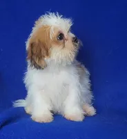 Sterling , a male Shichon for sale in Jackson, TN – 4 of 10