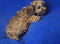 Ollie, a male Yorkipoo for sale in Jackson, TN – 2 of 10