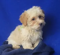 Adalynn, a female Morkie for sale in Jackson, TN – 10 of 10
