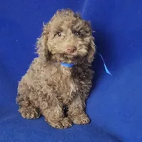 Chocolate Merle Clarence, a male Cockapoo for sale in Jackson, TN – 8 of 10