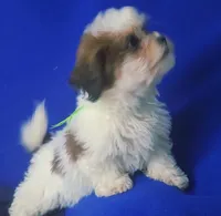 *FLASH SALE* Spencer, a male Shichon for sale in Jackson, TN – 7 of 10