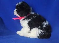 Melody , a male Poodle - Toy  for sale in Jackson, TN – 8 of 10