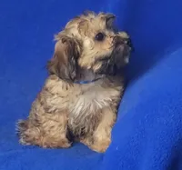 Ollie, a male Yorkipoo for sale in Jackson, TN – 7 of 10