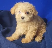 Birdie, a female Yorkipoo for sale in Jackson, TN – 6 of 10