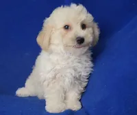 Finn, a male Bichpoo for sale in Jackson, TN – 9 of 10