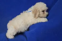 Finn, a male Bichpoo for sale in Jackson, TN – 4 of 10