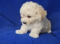 Finn, a male Bichpoo for sale in Jackson, TN – 2 of 10