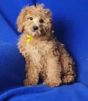 Rosie, a female Cockapoo for sale in Jackson, TN – 5 of 10