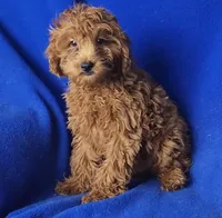 Royce, a male Cockapoo for sale in Jackson, TN – 4 of 10