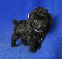 Poppy , a female Poodle - Toy  for sale in Jackson, TN – Photo 6 of 10