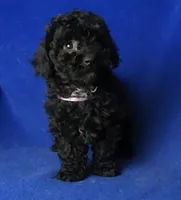 Poppy , a female Poodle - Toy  for sale in Jackson, TN – Photo 8 of 10