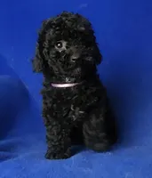 Poppy , a female Poodle - Toy  for sale in Jackson, TN – Photo 10 of 10