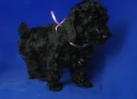 Poppy , a female Poodle - Toy  for sale in Jackson, TN – Photo 5 of 10