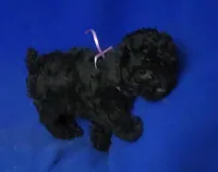 Poppy , a female Poodle - Toy  for sale in Jackson, TN – Photo 2 of 10