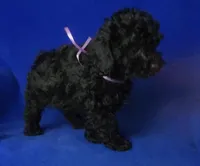 Poppy , a female Poodle - Toy  for sale in Jackson, TN – Photo 3 of 10