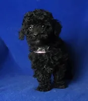 Poppy , a female Poodle - Toy  for sale in Jackson, TN – Photo 9 of 10