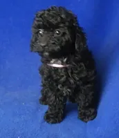 Poppy , a female Poodle - Toy  for sale in Jackson, TN – Photo 1 of 10