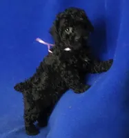 Poppy , a female Poodle - Toy  for sale in Jackson, TN – Photo 4 of 10