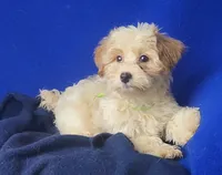 Adalynn, a female Morkie for sale in Jackson, TN – 6 of 10