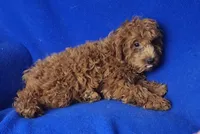 Royce, a male Cockapoo for sale in Jackson, TN – 6 of 10