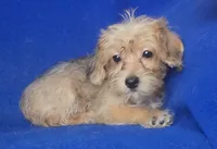 Olive, a female Yorkipoo for sale in Jackson, TN – 2 of 10