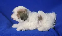 Tallulah , a female Shichon for sale in Jackson, TN – 2 of 10