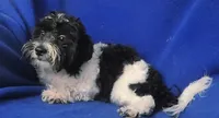 Van, a male Maltipoo for sale in Jackson, TN – 10 of 10