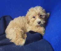 Banjo, a male Yorkipoo for sale in Jackson, TN – 8 of 10