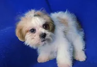 Sterling , a male Shichon for sale in Jackson, TN – 3 of 10